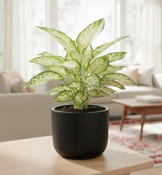Snow White Aglaonema