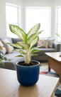 Snow White Aglaonema