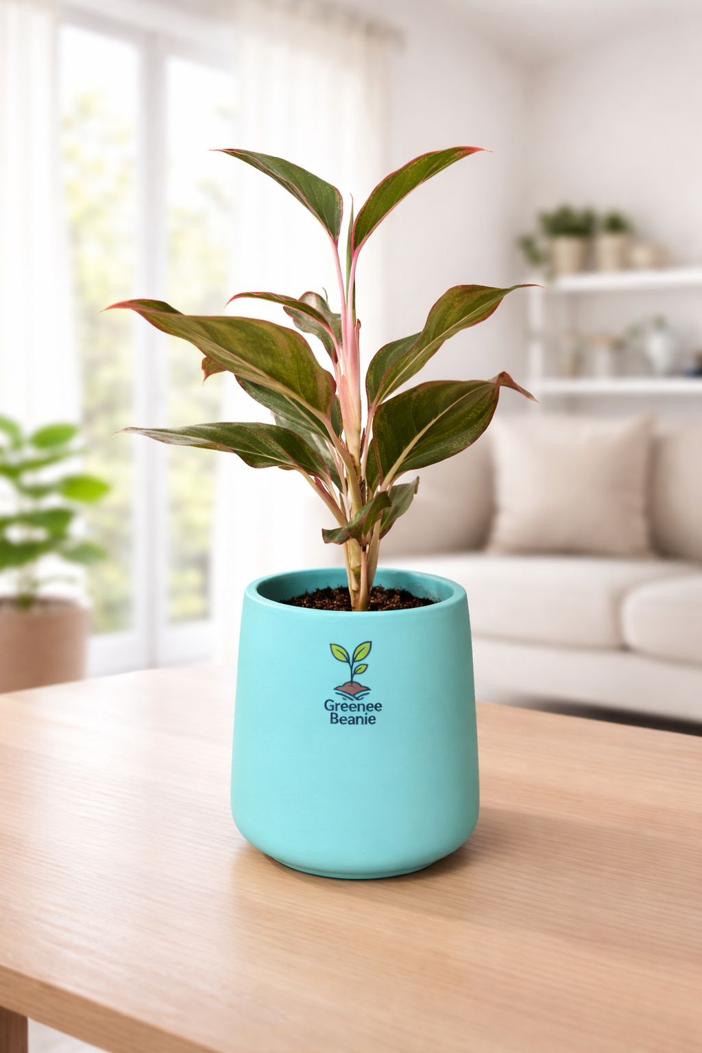 Lipstick Aglaonema