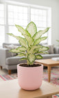 Snow White Aglaonema