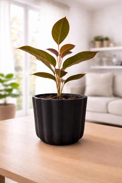 Lipstick Aglaonema