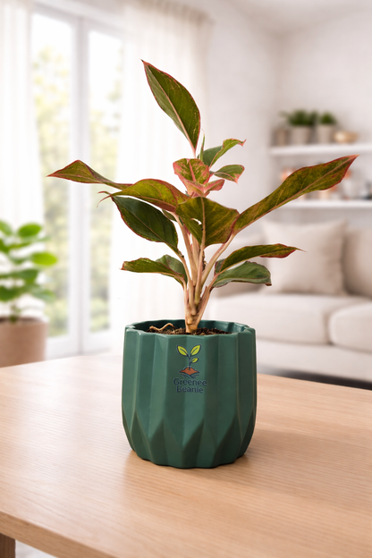 Lipstick Aglaonema