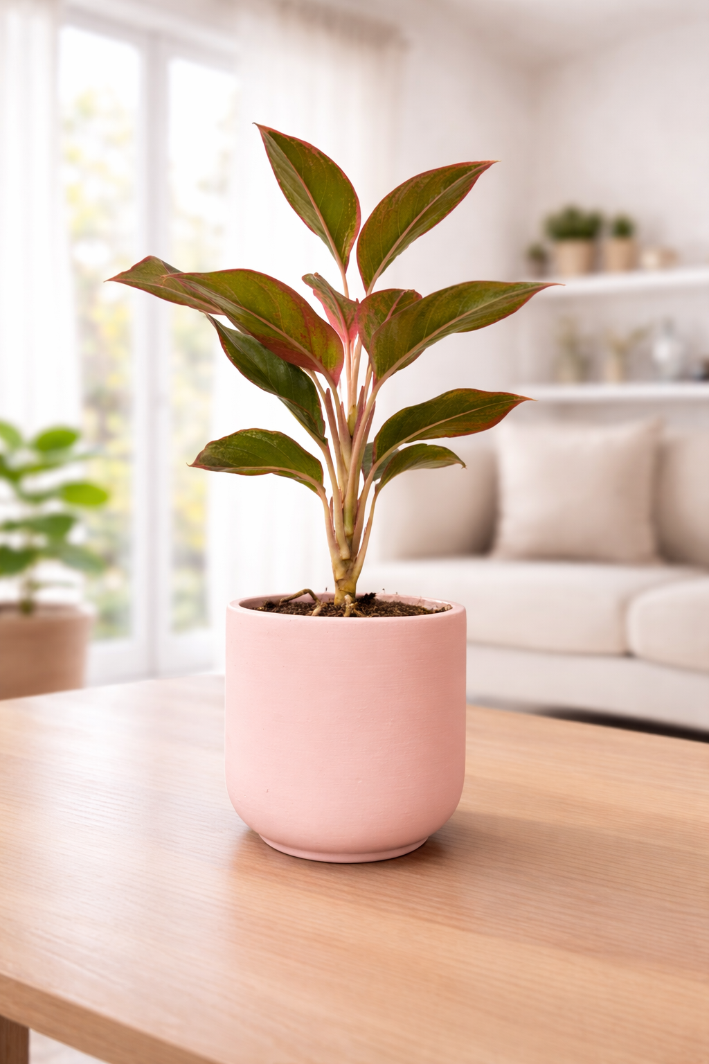 Lipstick Aglaonema