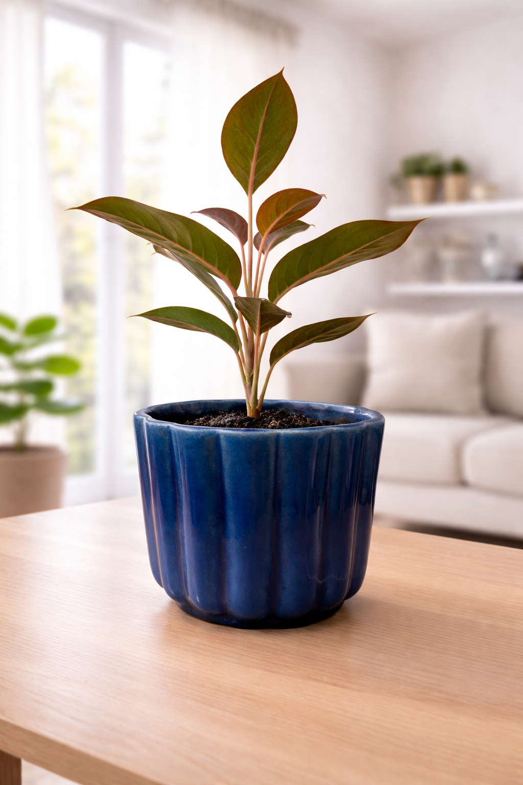 Lipstick Aglaonema