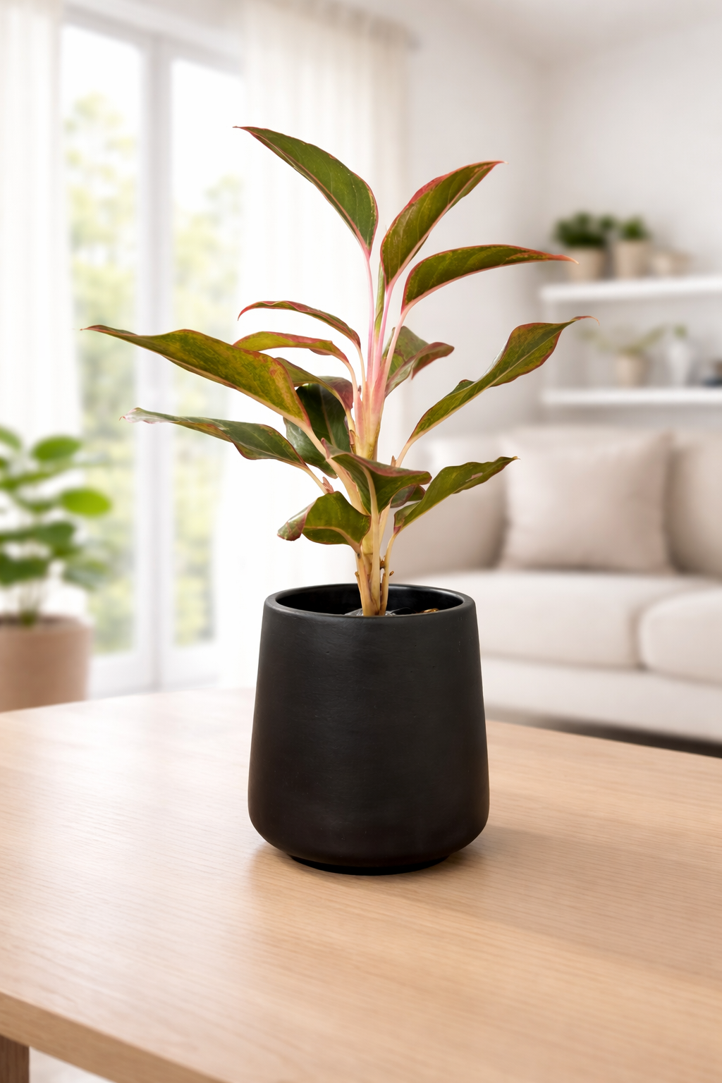Lipstick Aglaonema