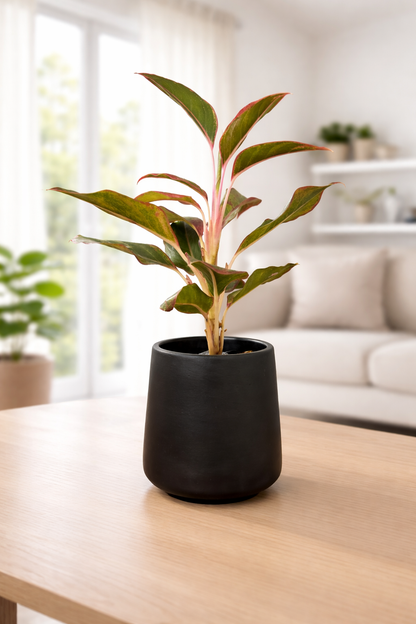 Lipstick Aglaonema
