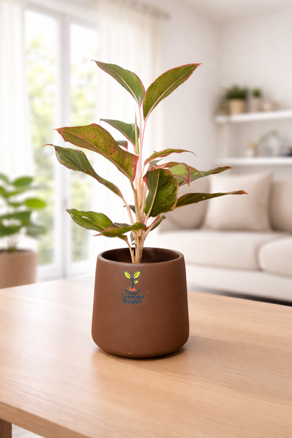 Lipstick Aglaonema