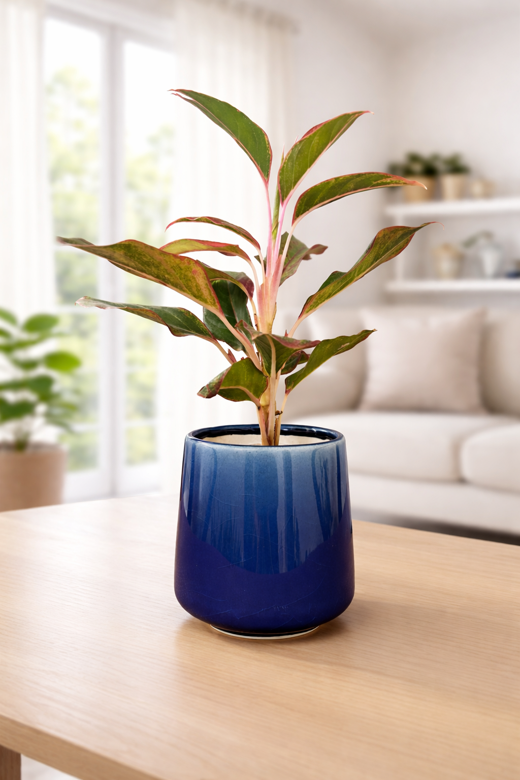 Lipstick Aglaonema