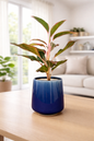 Lipstick Aglaonema