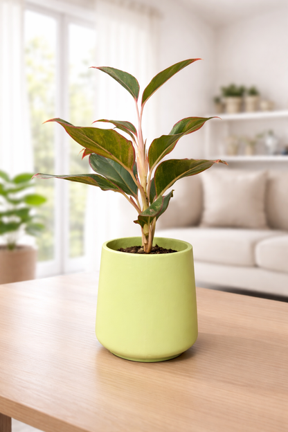 Lipstick Aglaonema