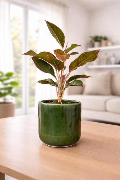 Lipstick Aglaonema