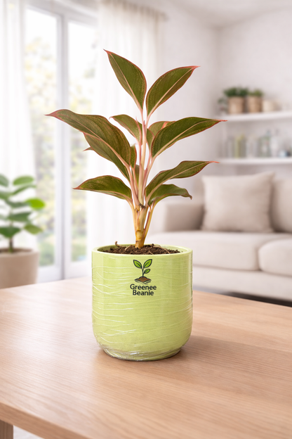 Lipstick Aglaonema