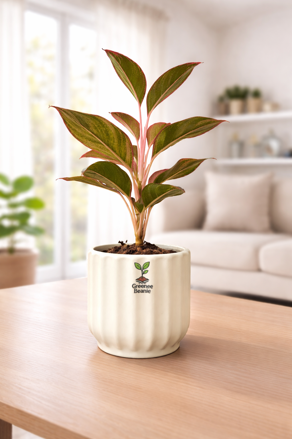 Lipstick Aglaonema