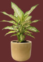 Snow White Aglaonema