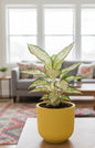 Snow White Aglaonema