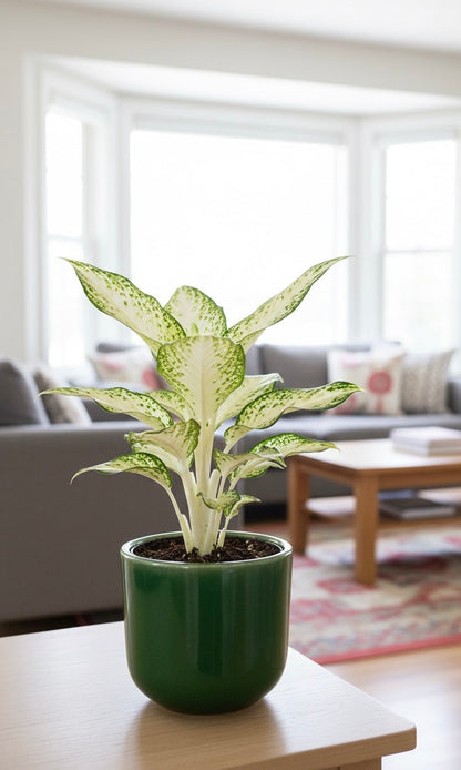 Snow White Aglaonema