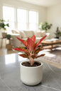 Aglaonema Chinese red