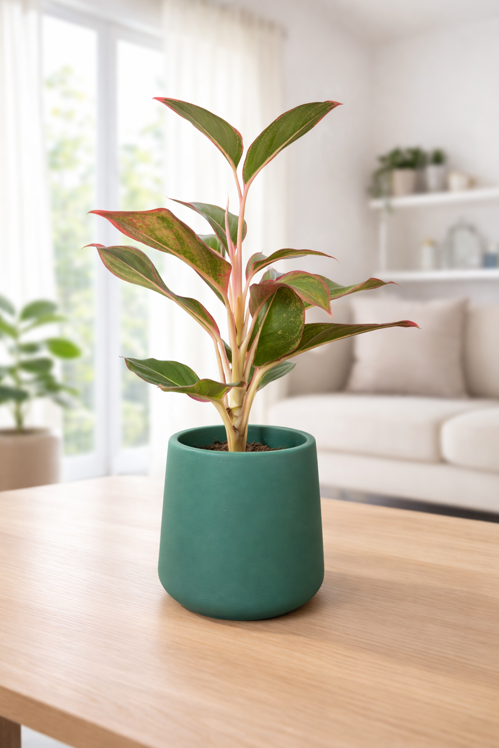 Lipstick Aglaonema