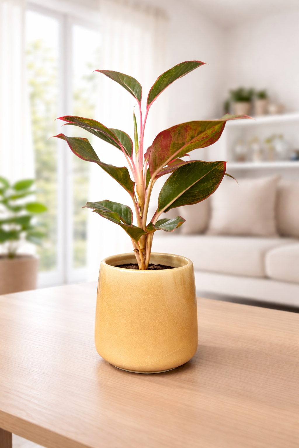 Lipstick Aglaonema