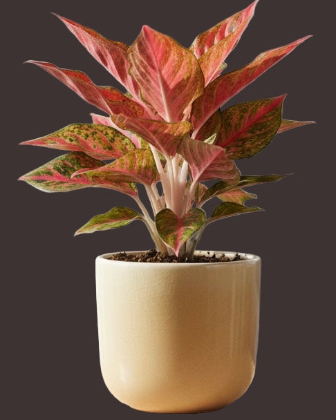 Aglaonema Chinese red