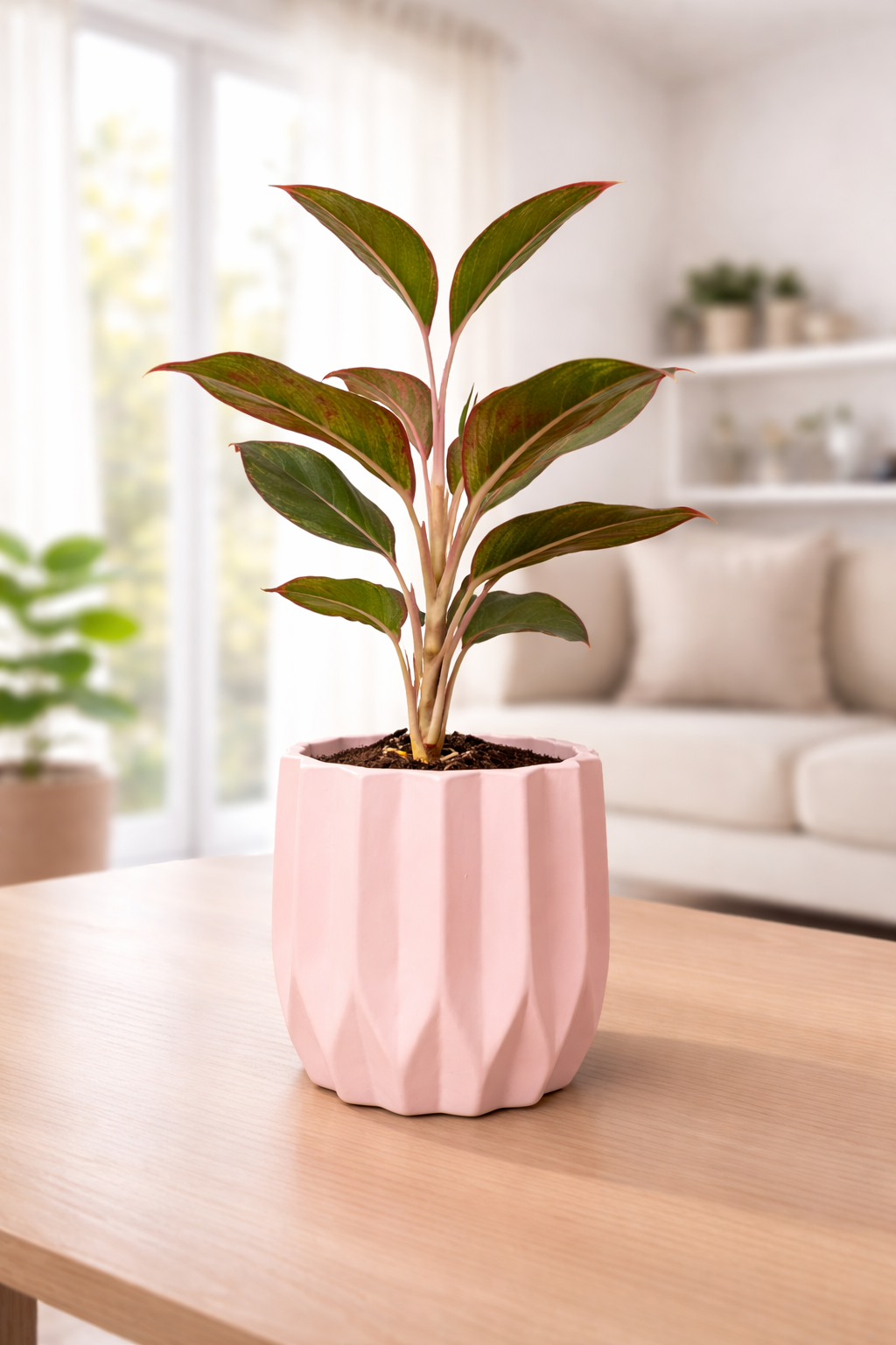 Lipstick Aglaonema