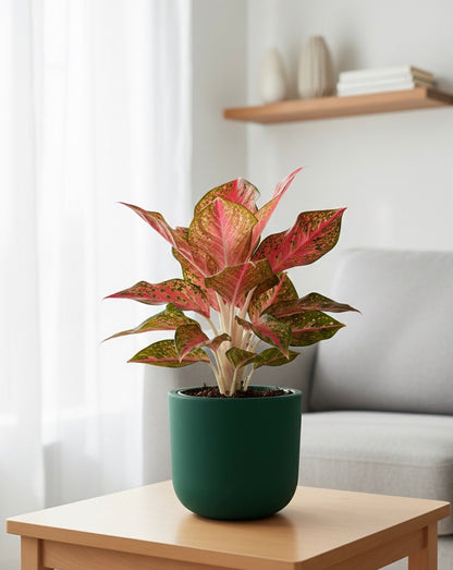 Aglaonema Chinese red
