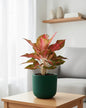 Aglaonema Chinese red