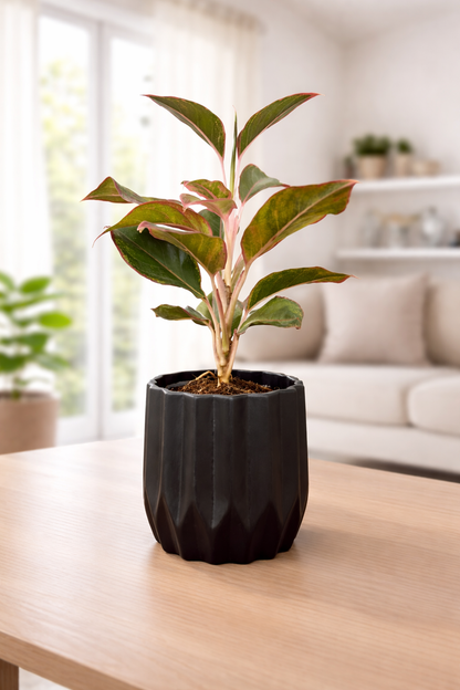 Lipstick Aglaonema