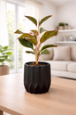 Lipstick Aglaonema
