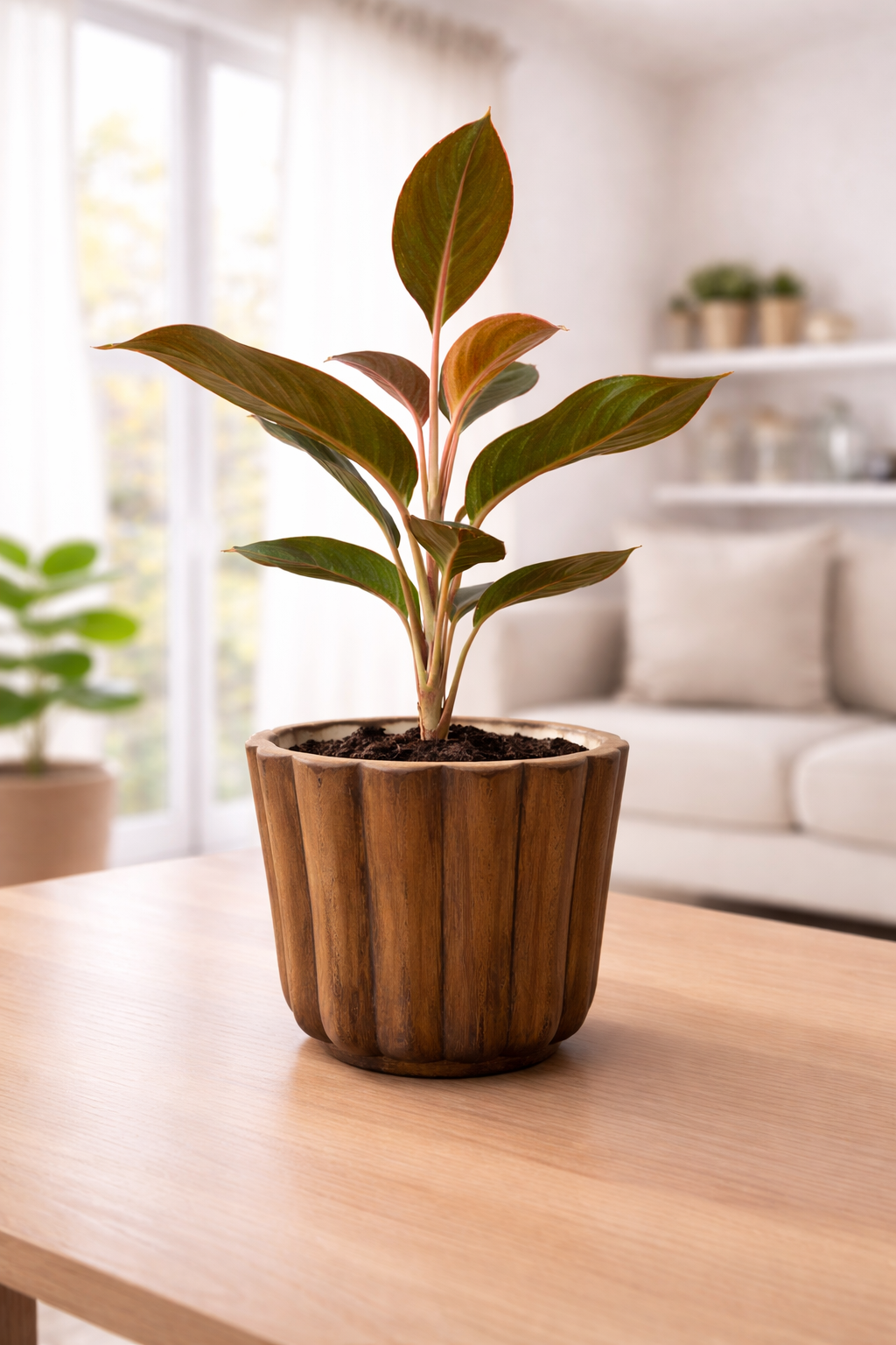 Lipstick Aglaonema