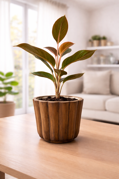 Lipstick Aglaonema