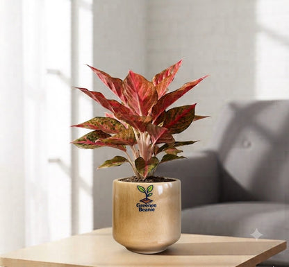 Aglaonema Chinese red