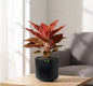 Aglaonema Chinese red