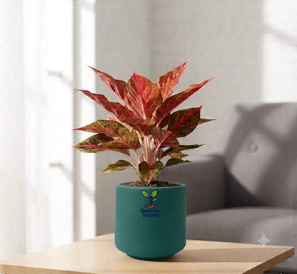 Aglaonema Chinese red
