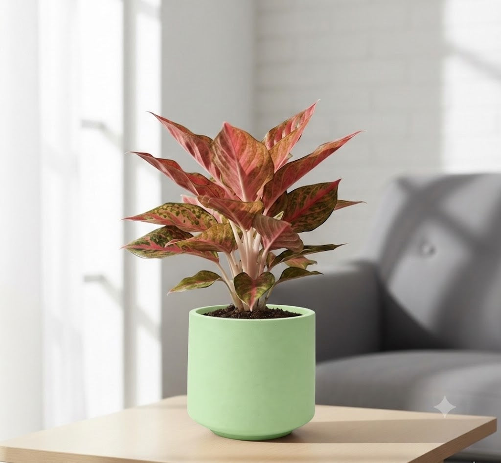 Aglaonema Chinese red