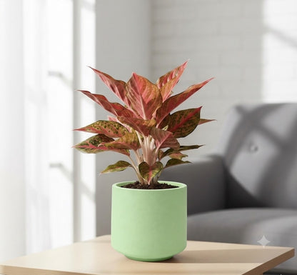 Aglaonema Chinese red