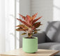 Aglaonema Chinese red