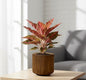 Aglaonema Chinese red