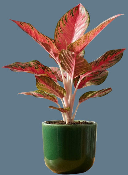 Aglaonema Chinese red