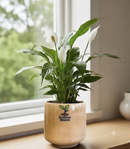 Peace Lilly