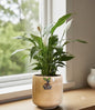 Peace Lilly