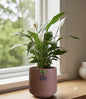 Peace Lilly