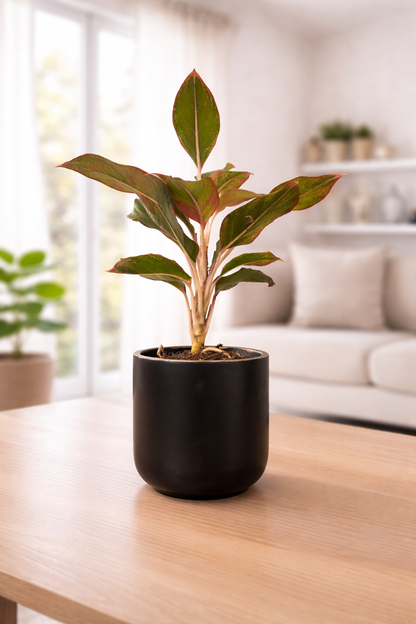 Lipstick Aglaonema
