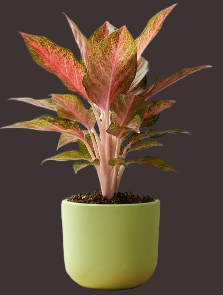 Aglaonema Chinese red