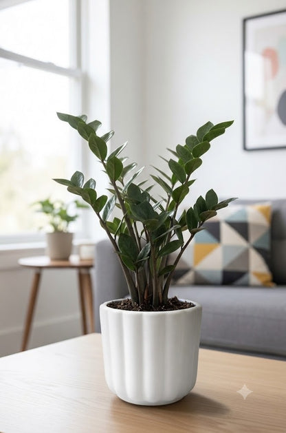 Black ZZ (Zamioculcas zamiifolia Raven)