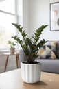 Black ZZ (Zamioculcas zamiifolia Raven)