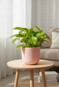 Small Plants