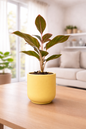 Lipstick Aglaonema
