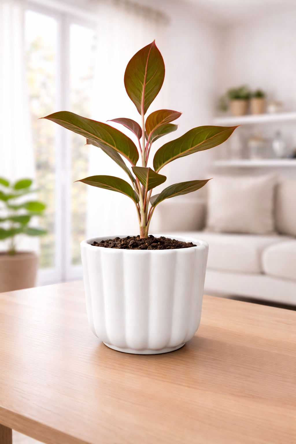 Lipstick Aglaonema