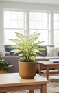 Snow White Aglaonema